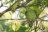 Wedge-tailed Green-Pigeon